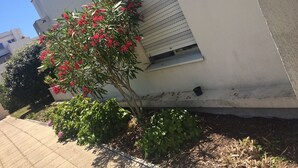 A building with a window and a small tree with red flowers.