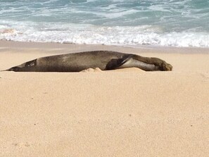 Beach nearby, sun-loungers, beach towels