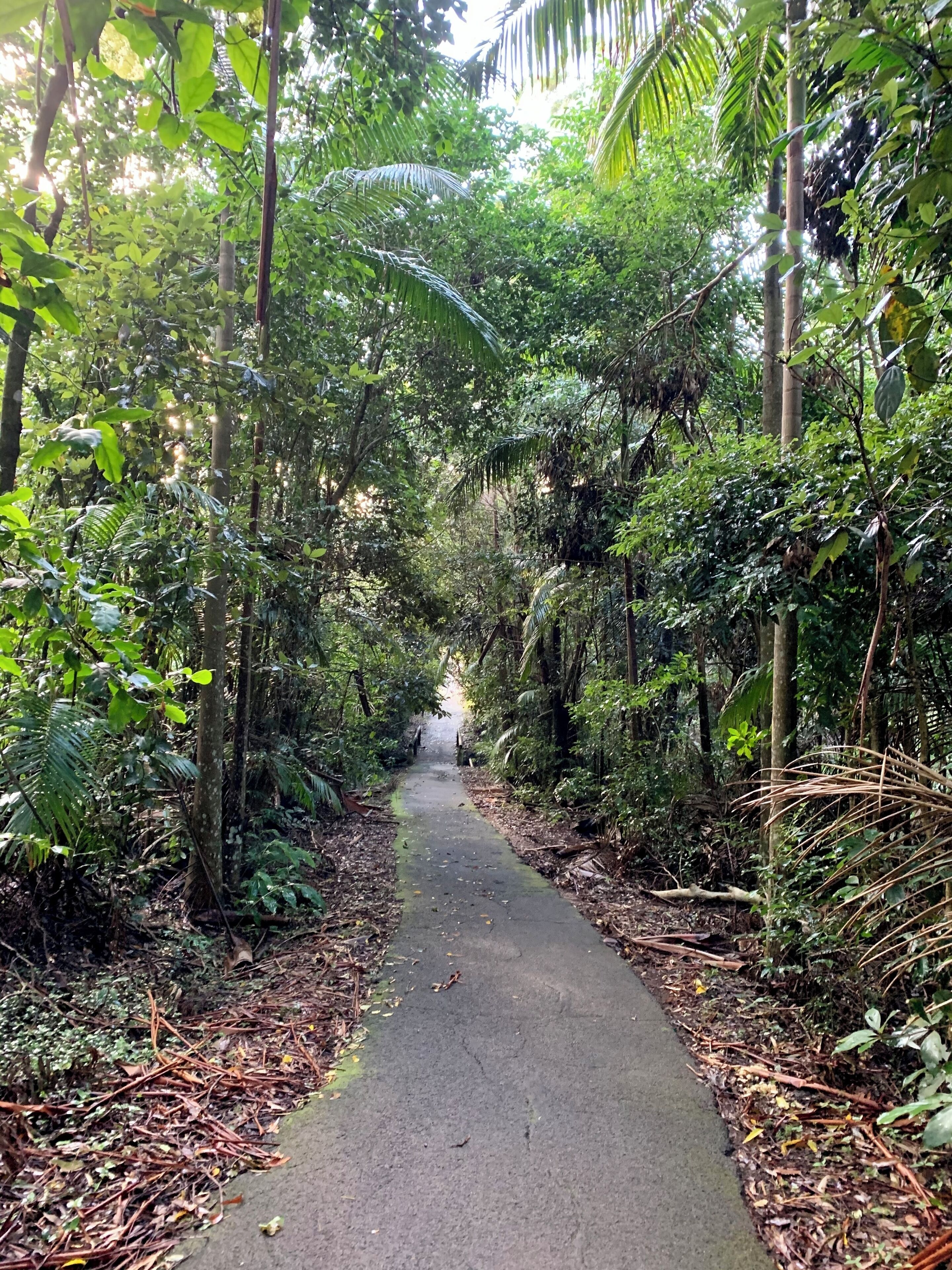 A narrow paved path surrounded by dense tropical foliage.