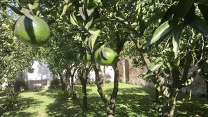 A garden with trees bearing green fruits, a grassy area, and a stone wall in the background. - Palazzo Benucci - Residenza di Charme (Santa Maria Capua Vetere)