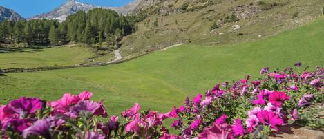 Jardines del alojamiento