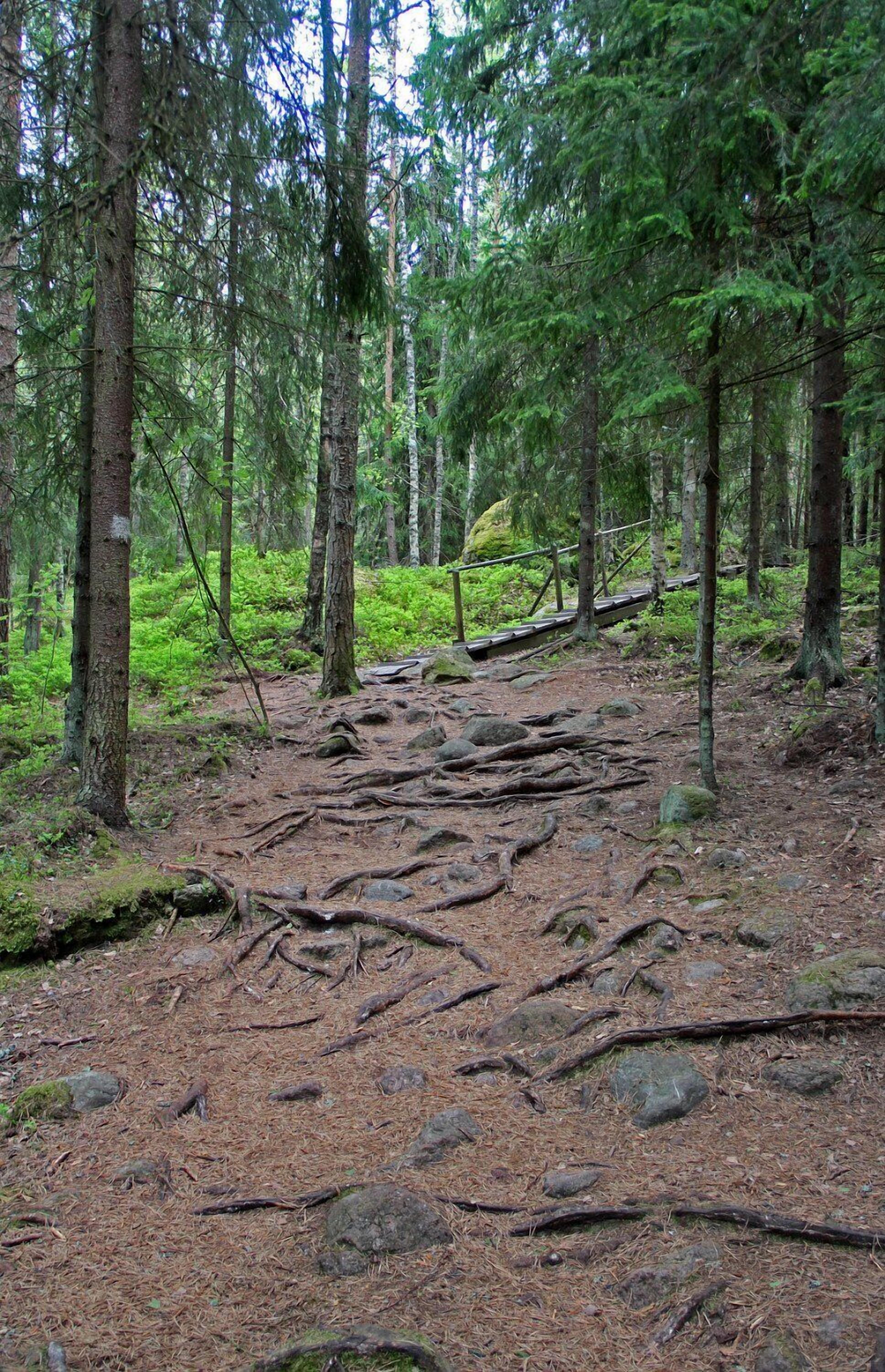 Sendero boscoso con árboles y rocas.