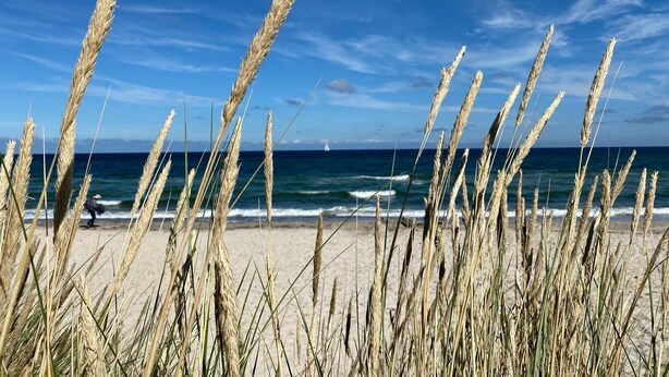 A beach with tall grasses in the foreground and the ocean in the background. - Ostseehaus am Naturstrand - Ostseeblick (Putgarten)