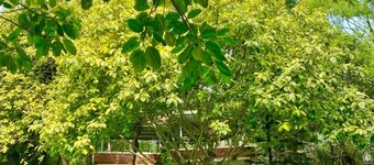 New Green Sentul Resort