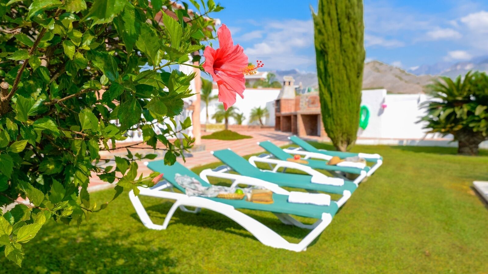 A garden with a row of white sun loungers, a tall green tree, and a pink flower.