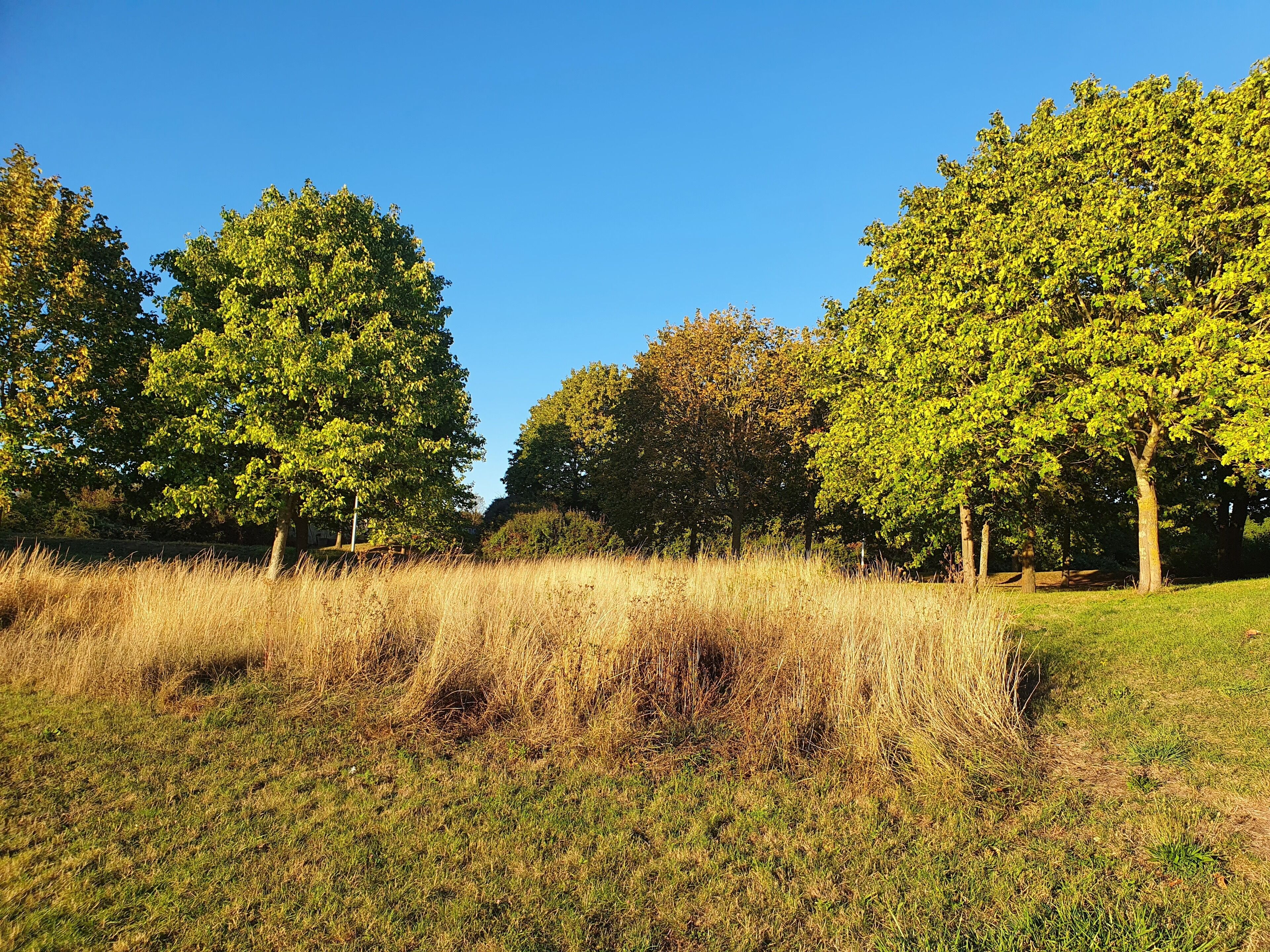 Een grasveld met bomen en een helderblauwe lucht.