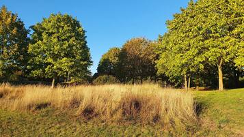 Een grasveld met bomen en een helderblauwe lucht.