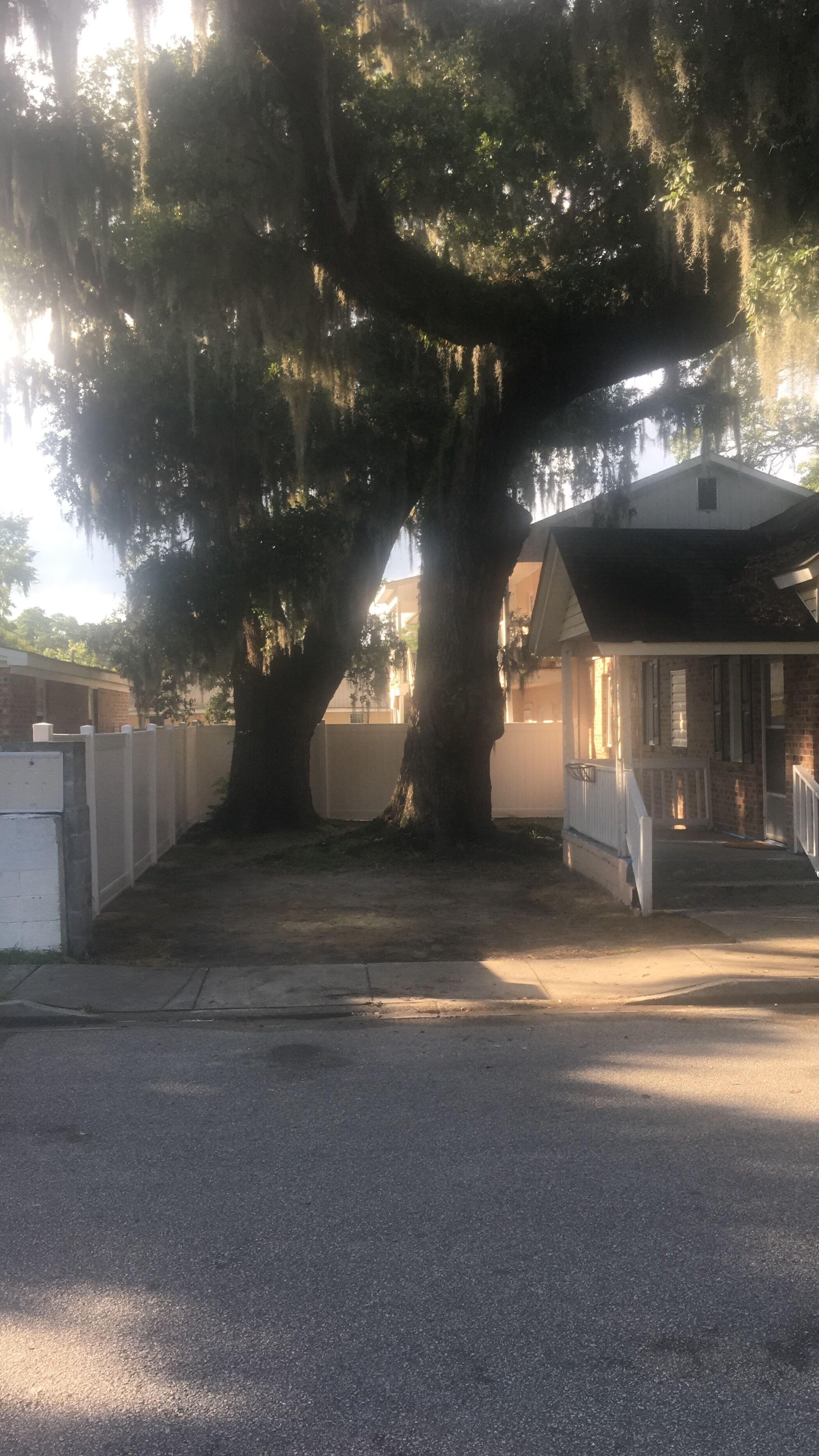 A large tree in front of a house with a porch and a garage.