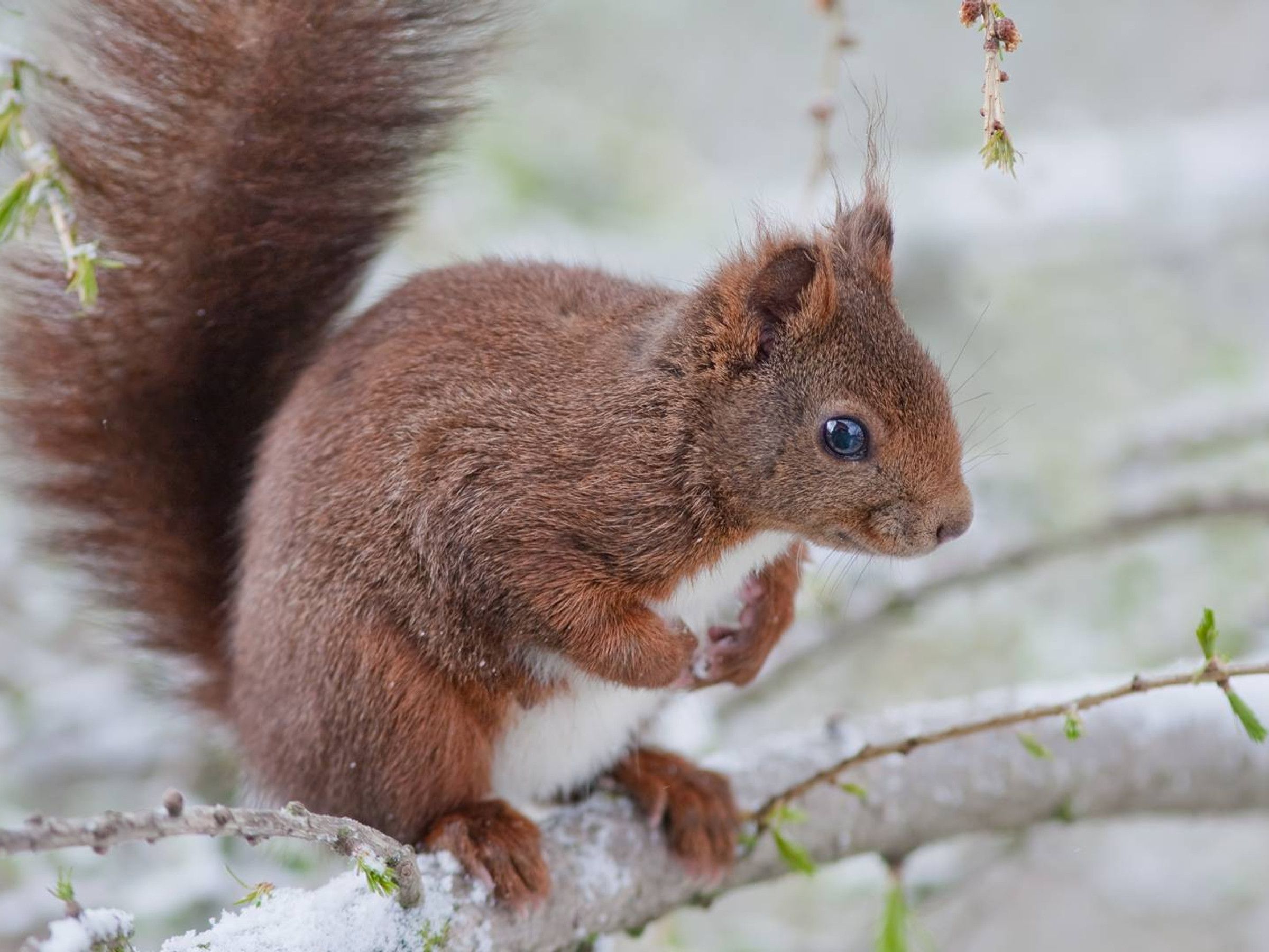 Un écureuil perché sur une branche dans un paysage enneigé.
