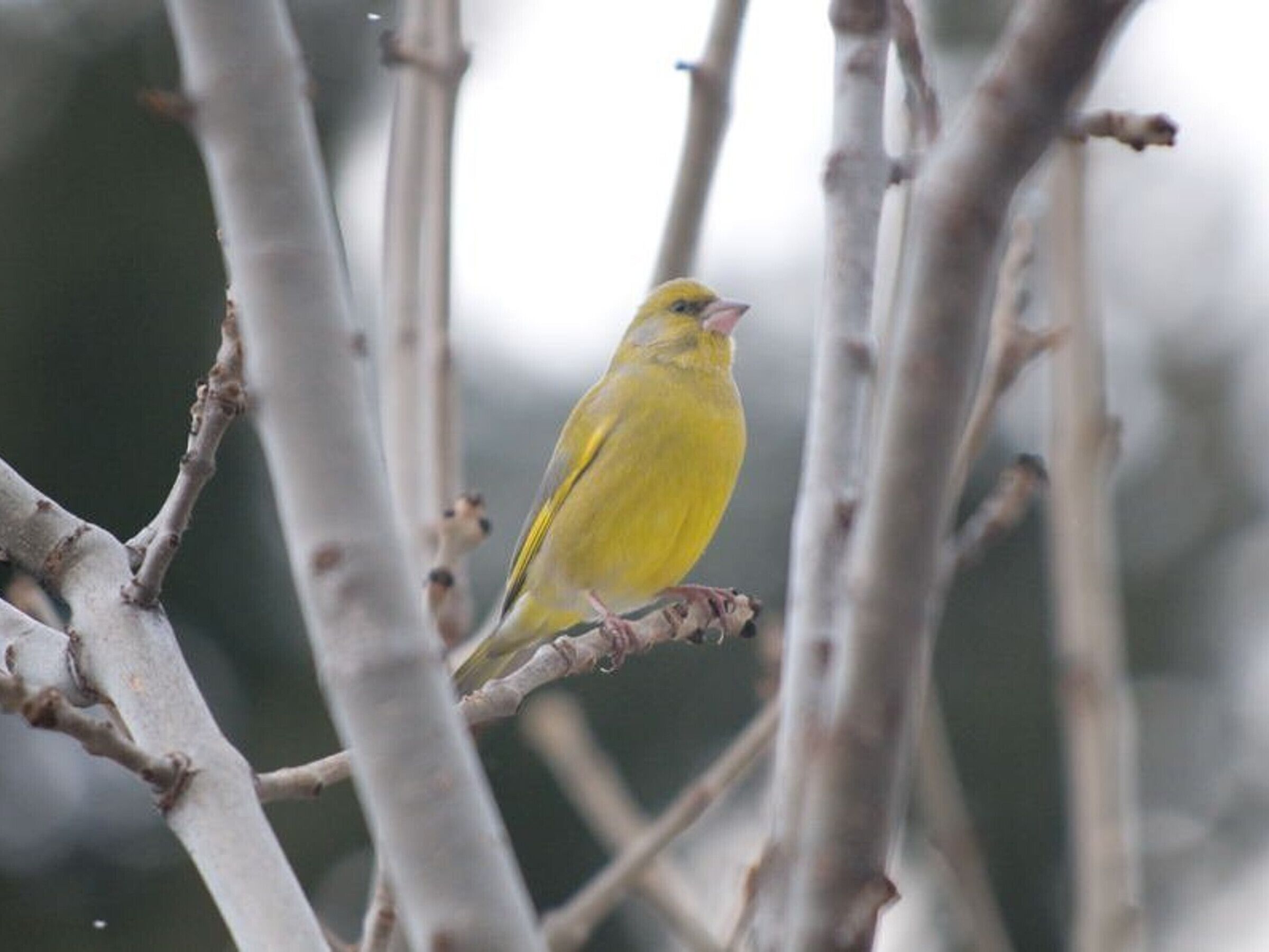 Un oiseau était perché sur une branche.
