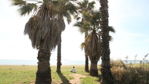 A person sitting under palm trees by a beach.