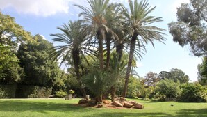 A well-maintained garden with palm trees and a hedge.