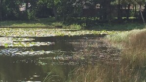 Un étang parsemé de nénuphars, entouré de verdure.