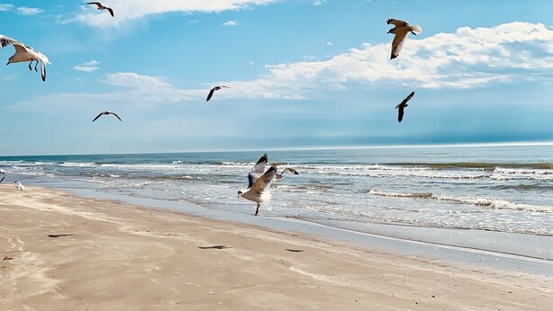 Una playa con cielo despejado y varias aves volando.