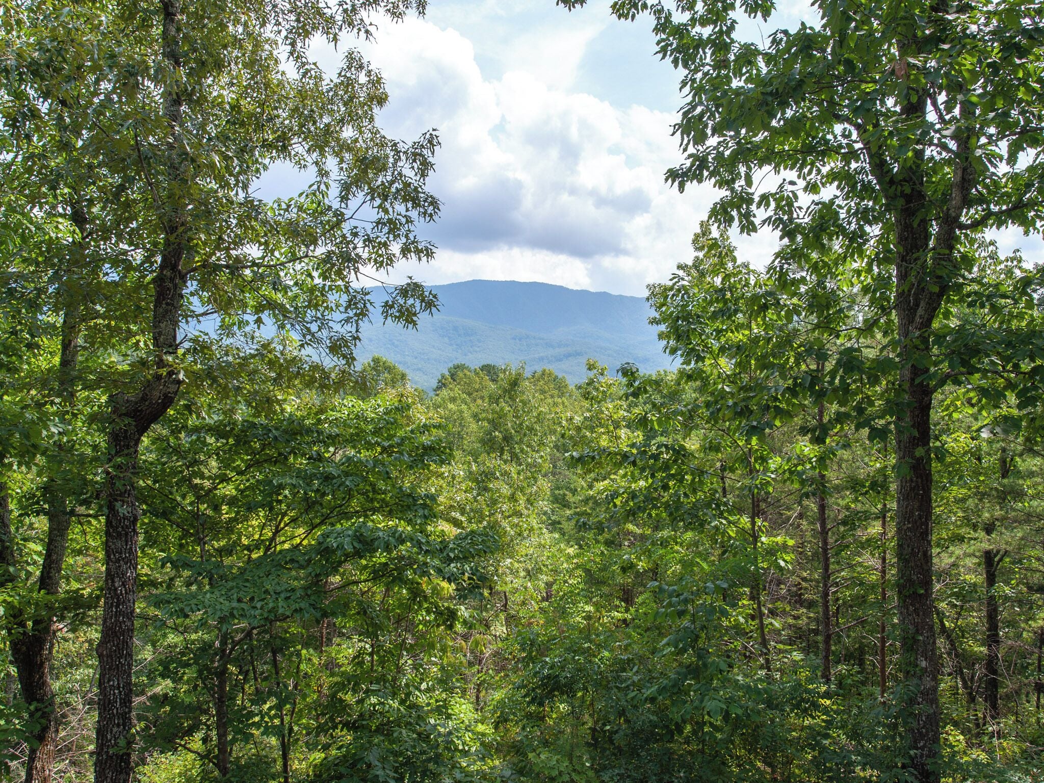 A dense forest with tall trees and a mountain range in the background.