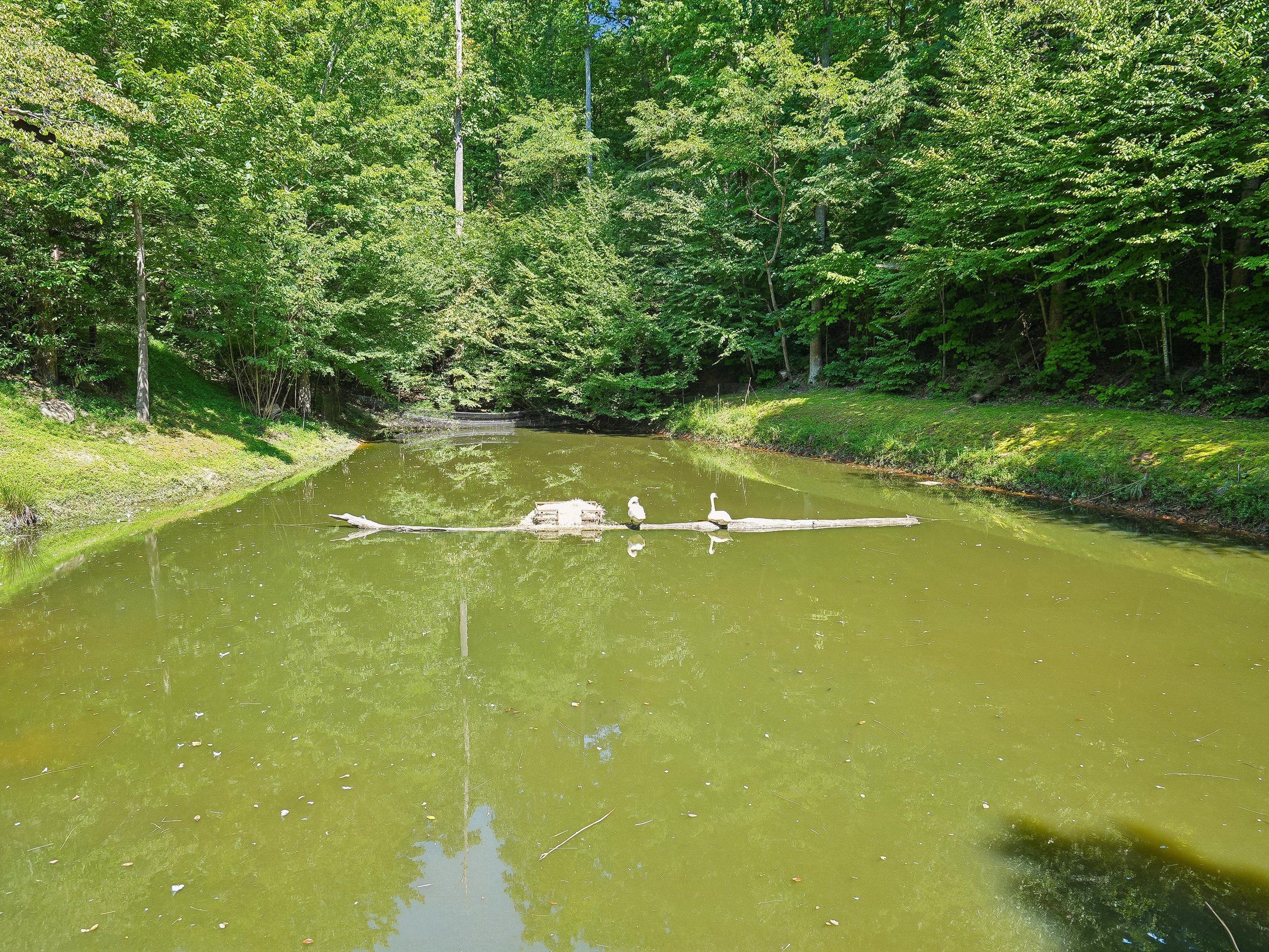 A river with a wooden structure in the middle, surrounded by dense green foliage.