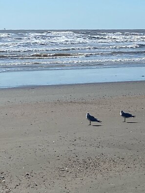 Beach nearby - 291: Ocean View Beach Front Condo/Heated Pool  (Galveston)