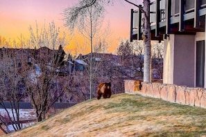 Un oso en una ladera cubierta de hierba, con una casa y árboles al fondo.
