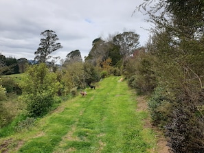 A grassy path through a wooded area with trees and bushes. - Executive family house, private with stunning rural views close to Lake Rotoura (Rotorua)