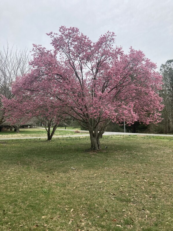 A large tree with pink blossoms in a grassy park area.