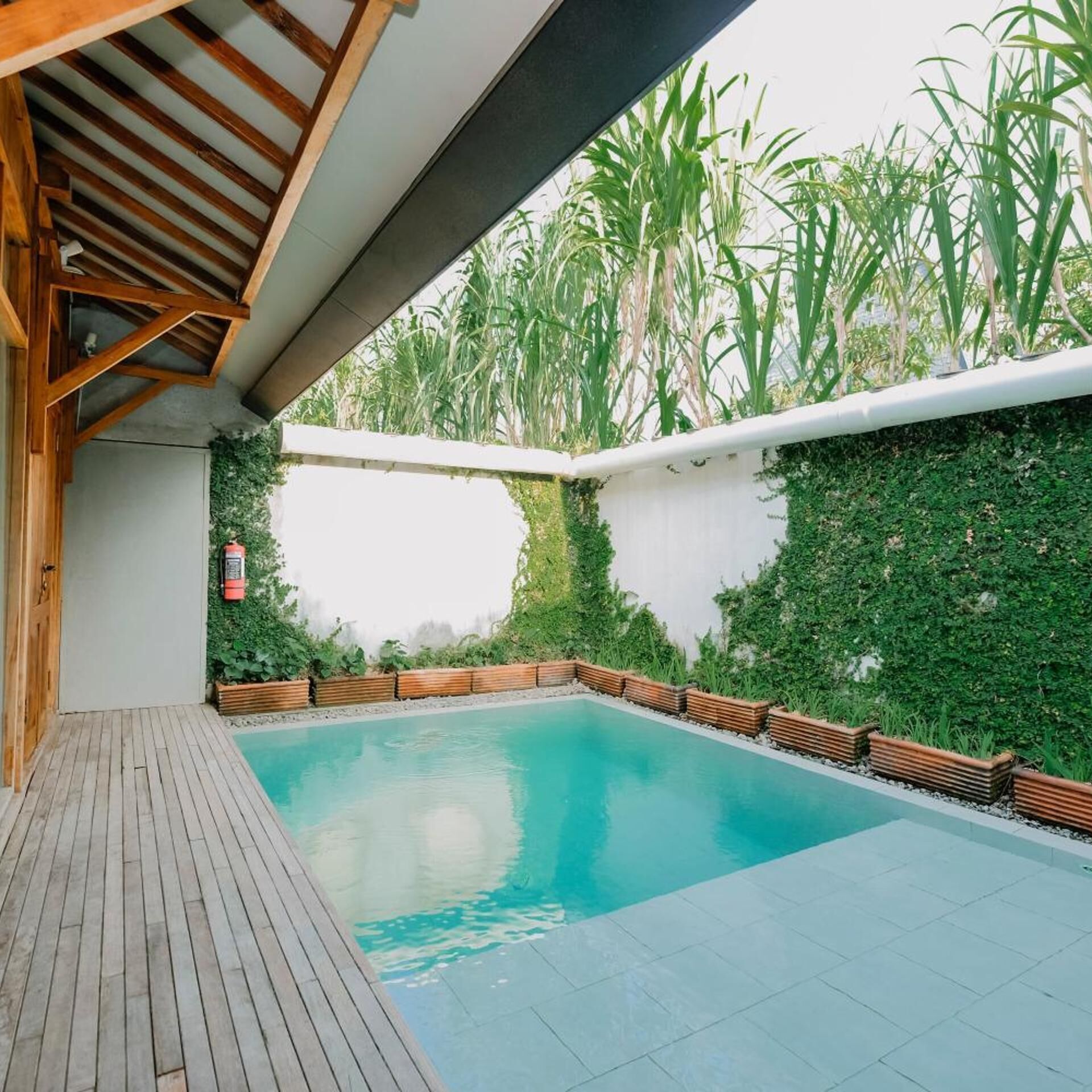 A swimming pool with a wooden deck, surrounded by greenery and a white wall.