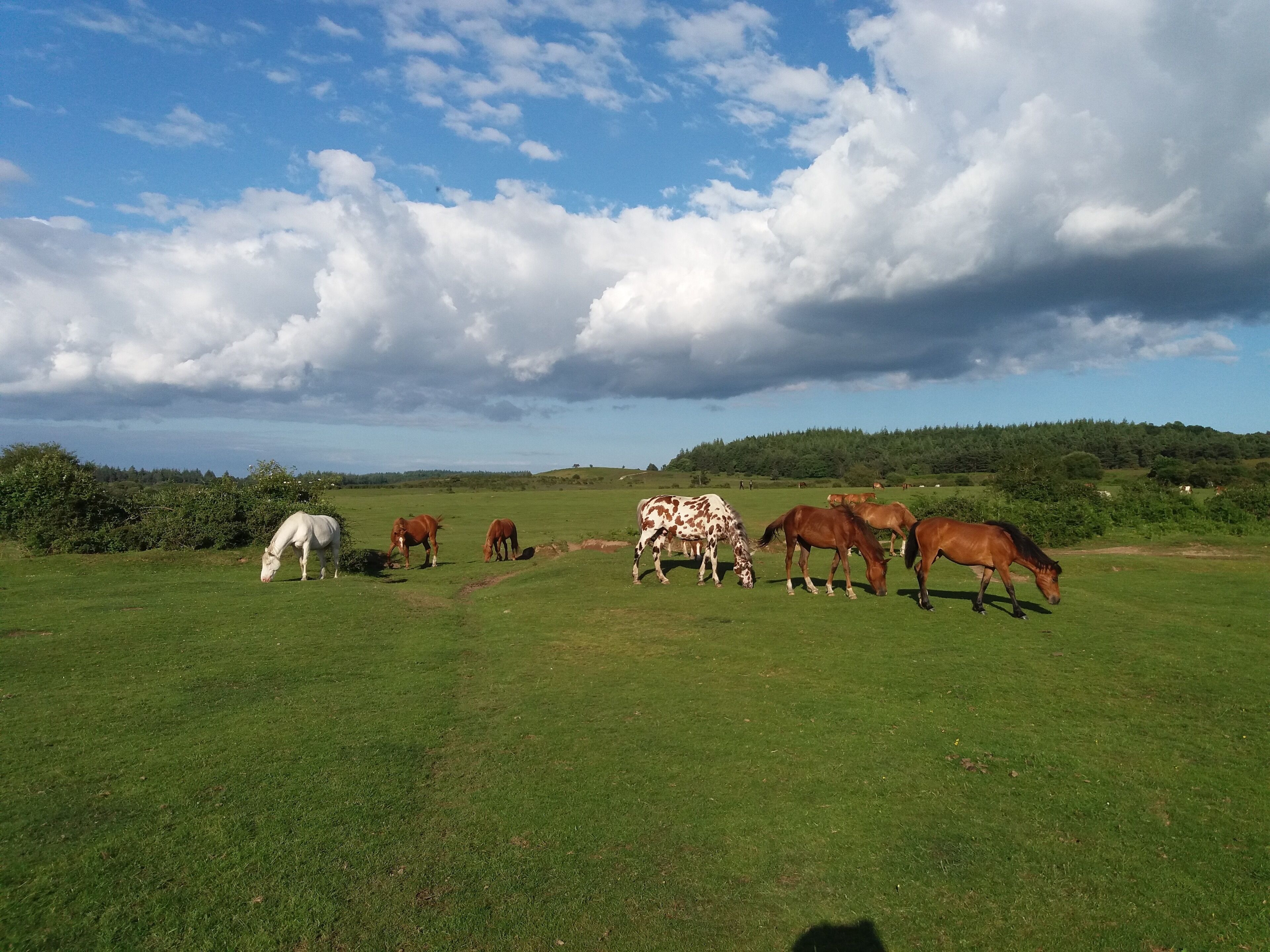 A grassy field with horses grazing under a partly cloudy sky.