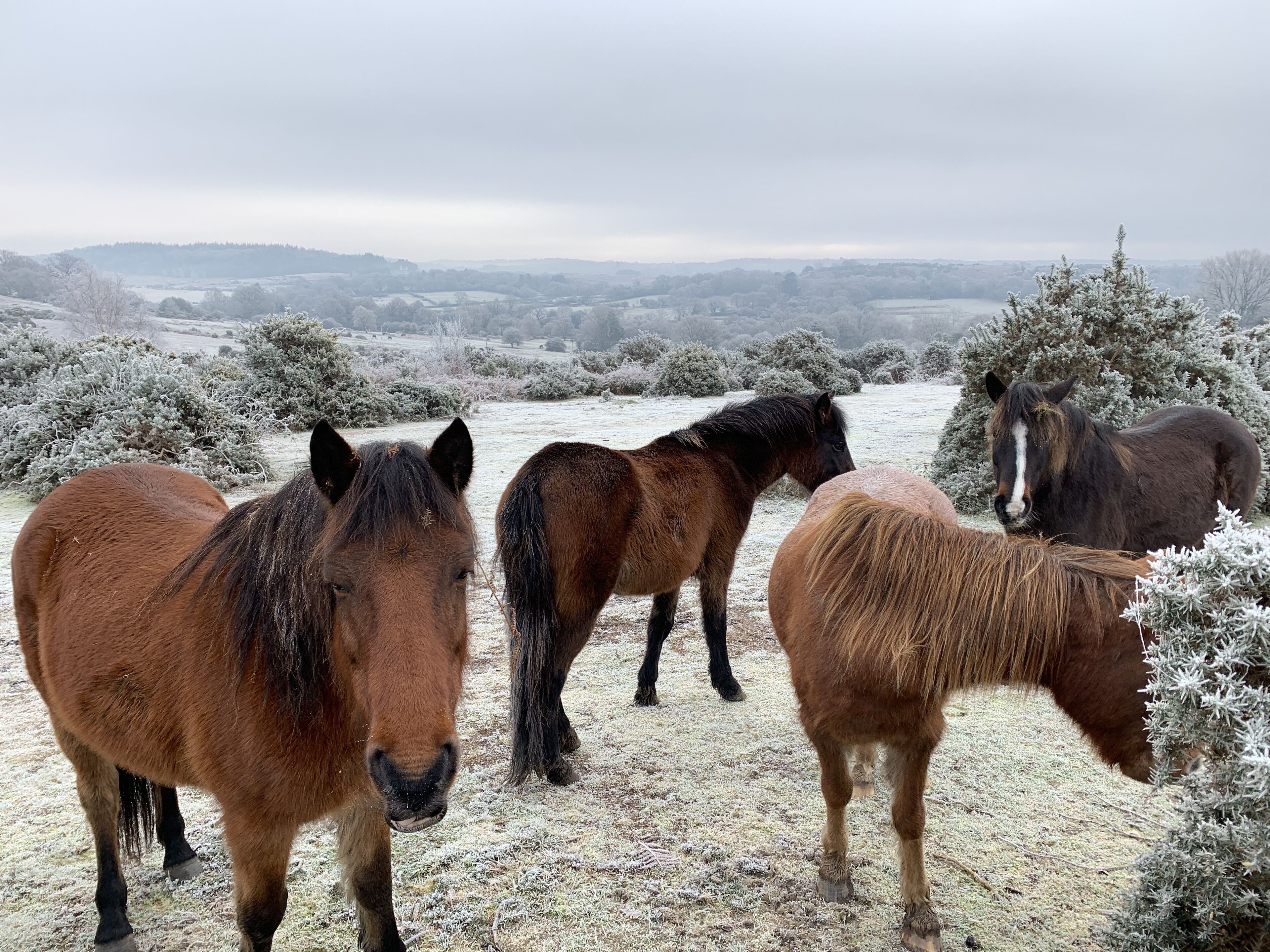 A group of horses in a snowy field with a distant view of hills.