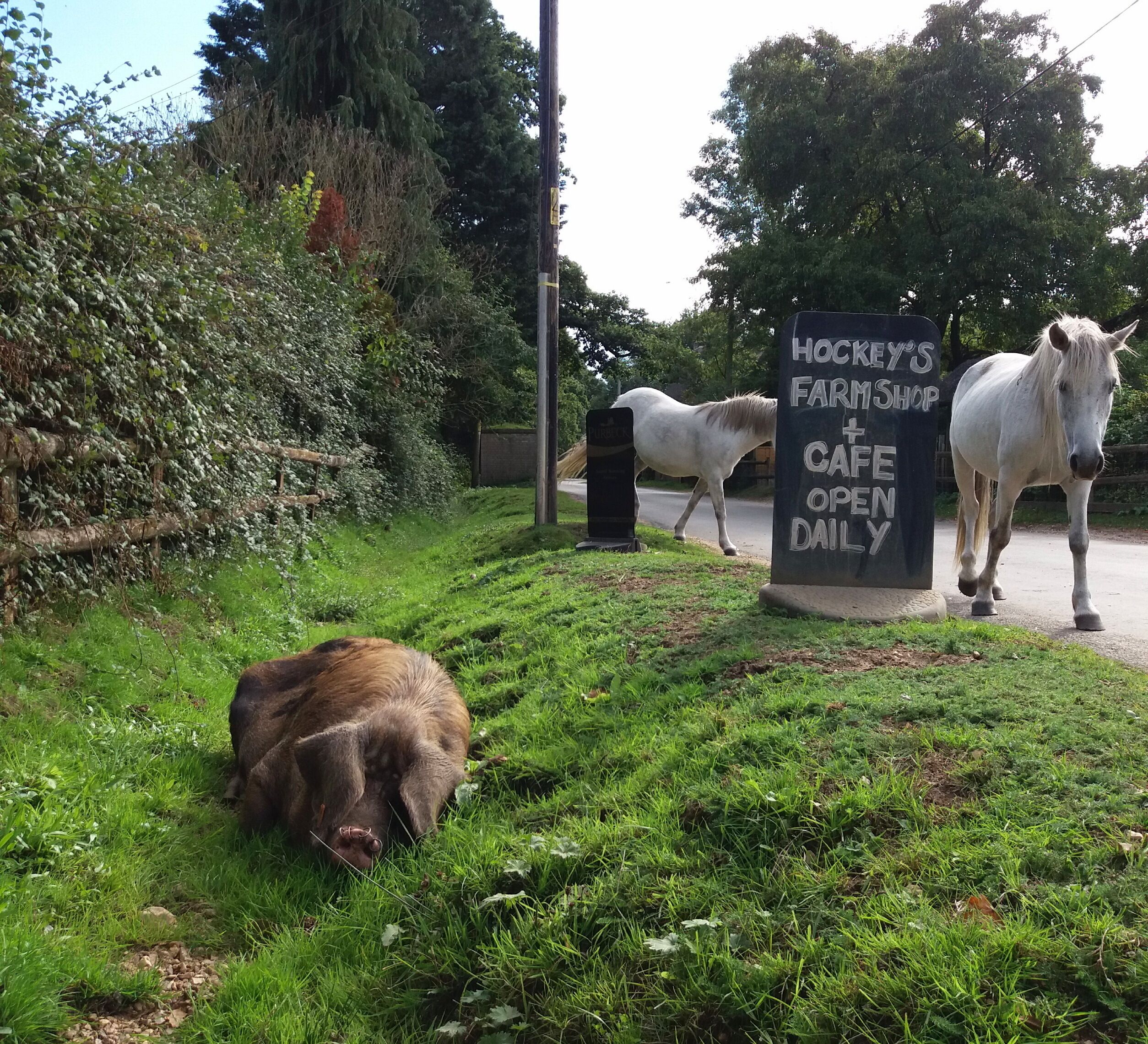Placa para Hockley's Farm Shop and Cafe, com um cavalo e um cão em primeiro plano.