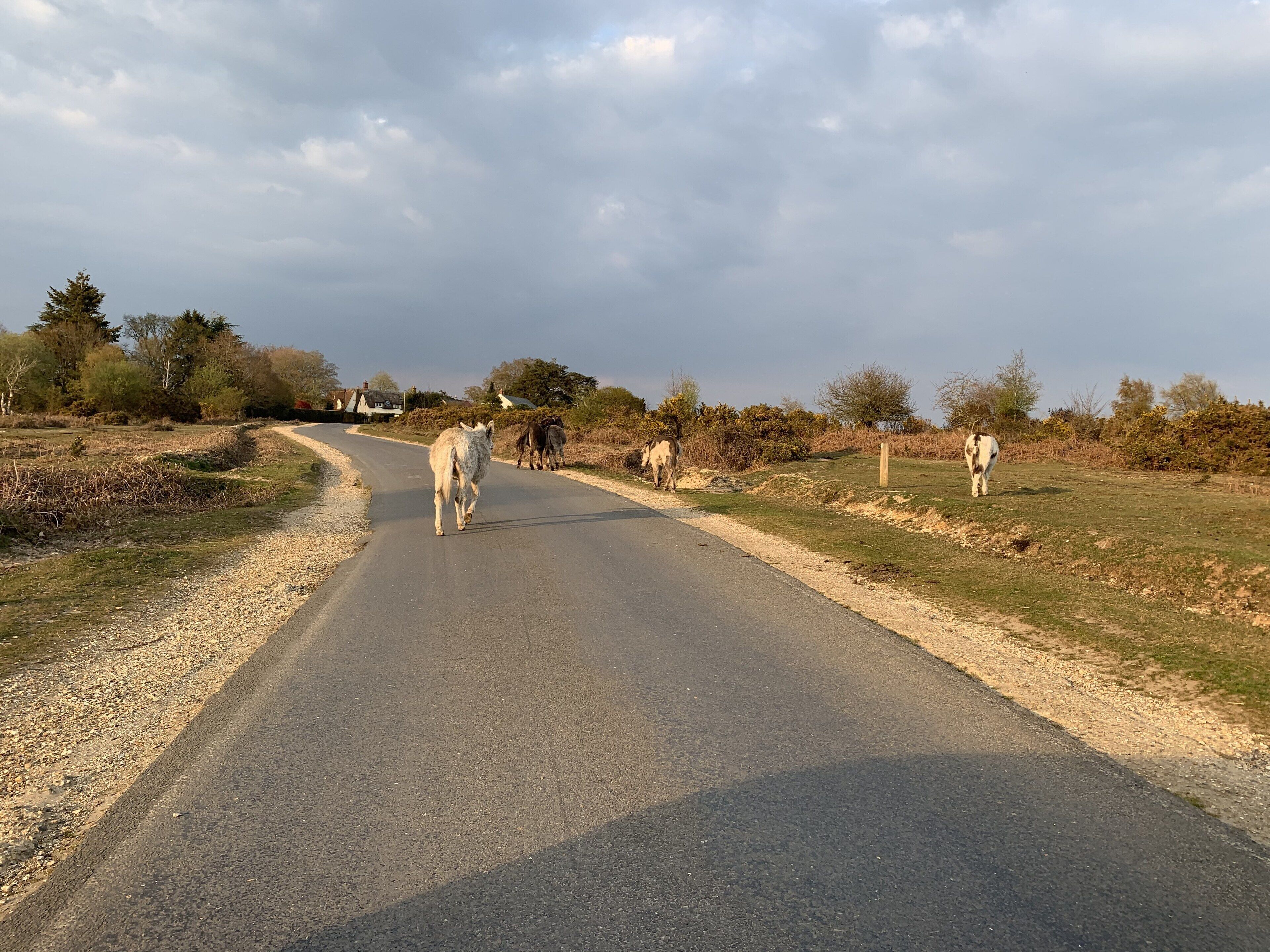 Un camí rural amb alguns ases caminant pel seu recorregut.