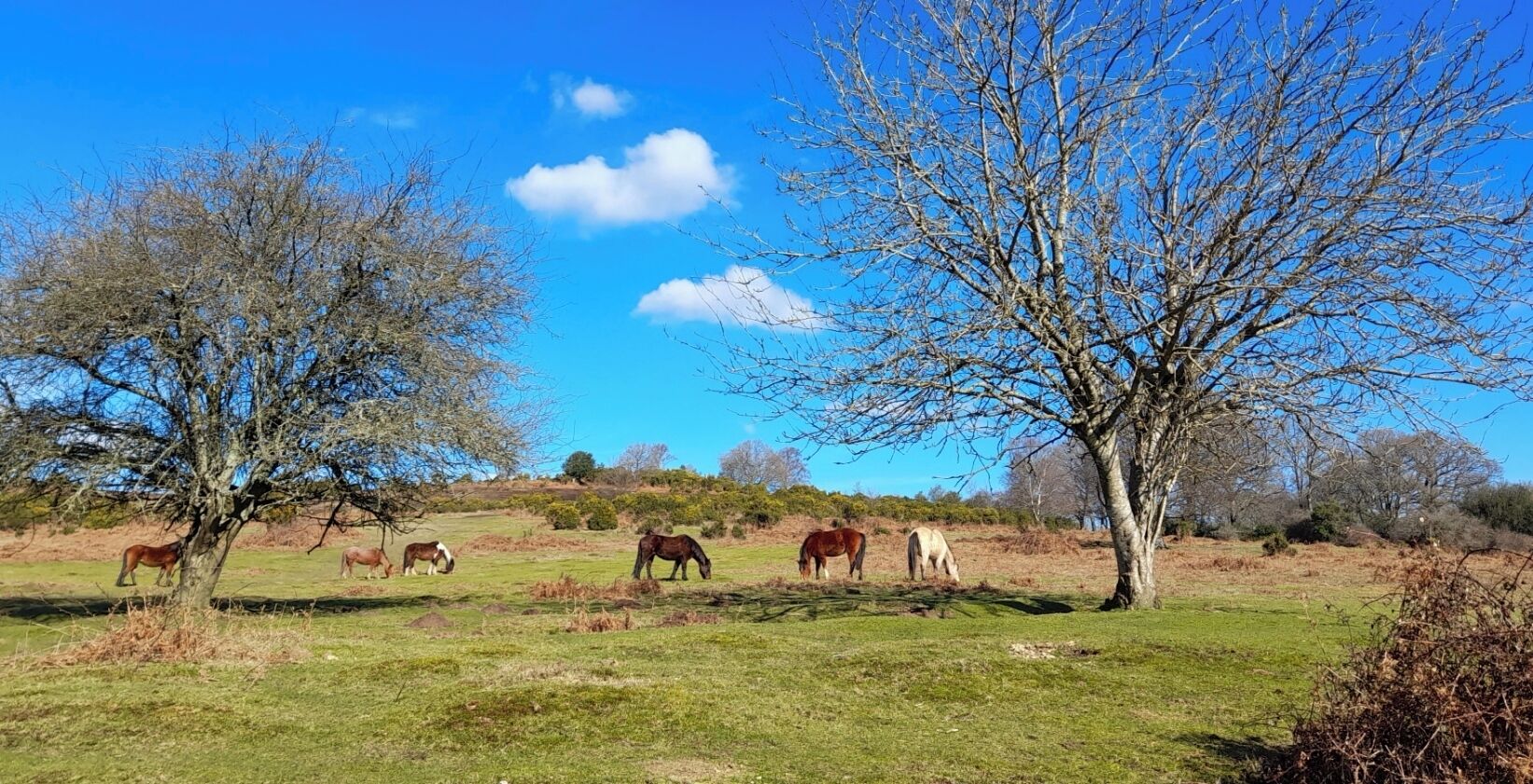 Een landelijk landschap met paarden die grazen in een veld, omringd door bomen en een heldere blauwe lucht.