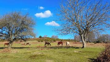 Een landelijk landschap met paarden die grazen in een veld, omringd door bomen en een heldere blauwe lucht.