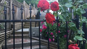 A staircase with a wrought iron railing, surrounded by lush red roses and pink flowers.