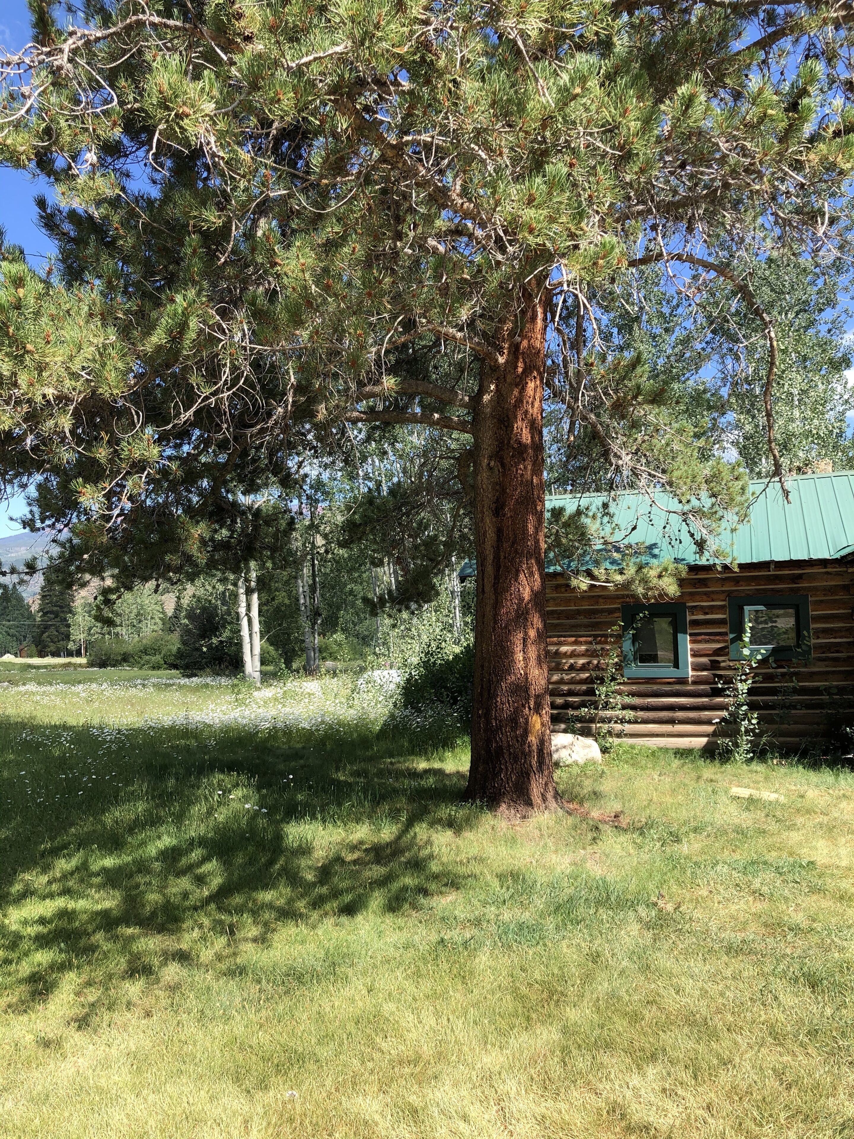 Eine rustikale Holzhütte mit einem grünen Dach, umgeben von einer Wiese und einer großen Kiefer.