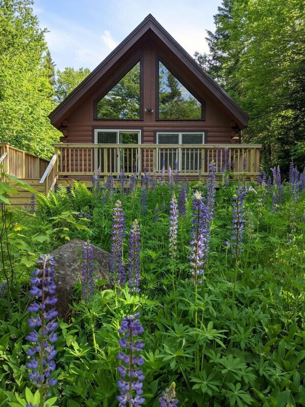 Property grounds - Lupine Lodge - Adorable, newly renovated cottage, with water access and dock on Loon Lake (Rangeley)