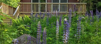 Lupine Lodge - Adorable, newly renovated cottage, with water access and dock on Loon Lake