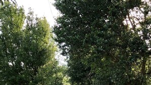 Un chemin pavé bordé d’arbres et d’une clôture blanche, qui mène à une zone herbeuse.