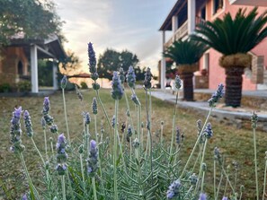 Àrea exterior de l'allotjament