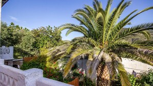 Un palmier dans un jardin, avec un mur de pierres et une clôture blanche.