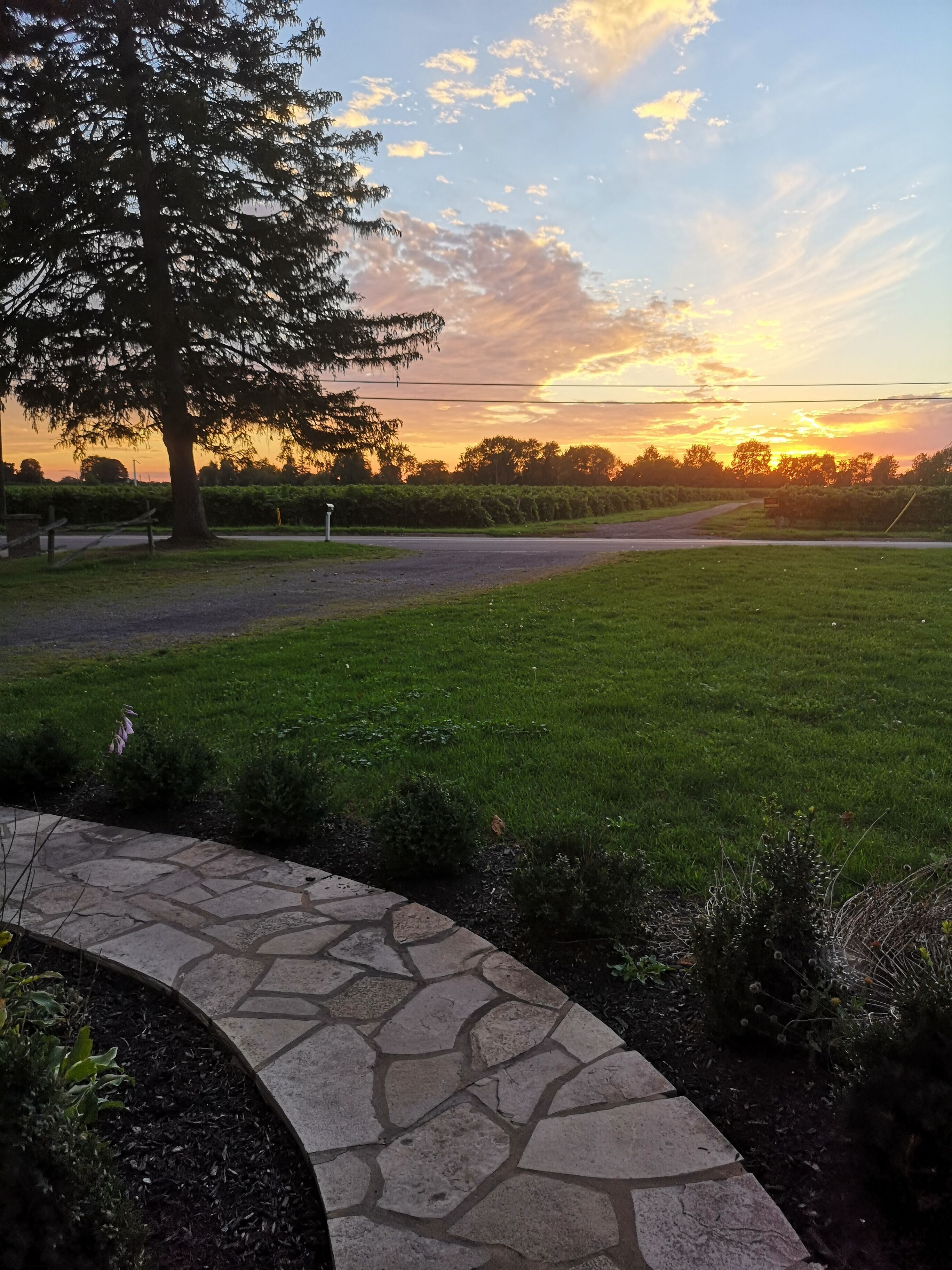 A paved pathway with a stone border, a grassy area, and a tree.