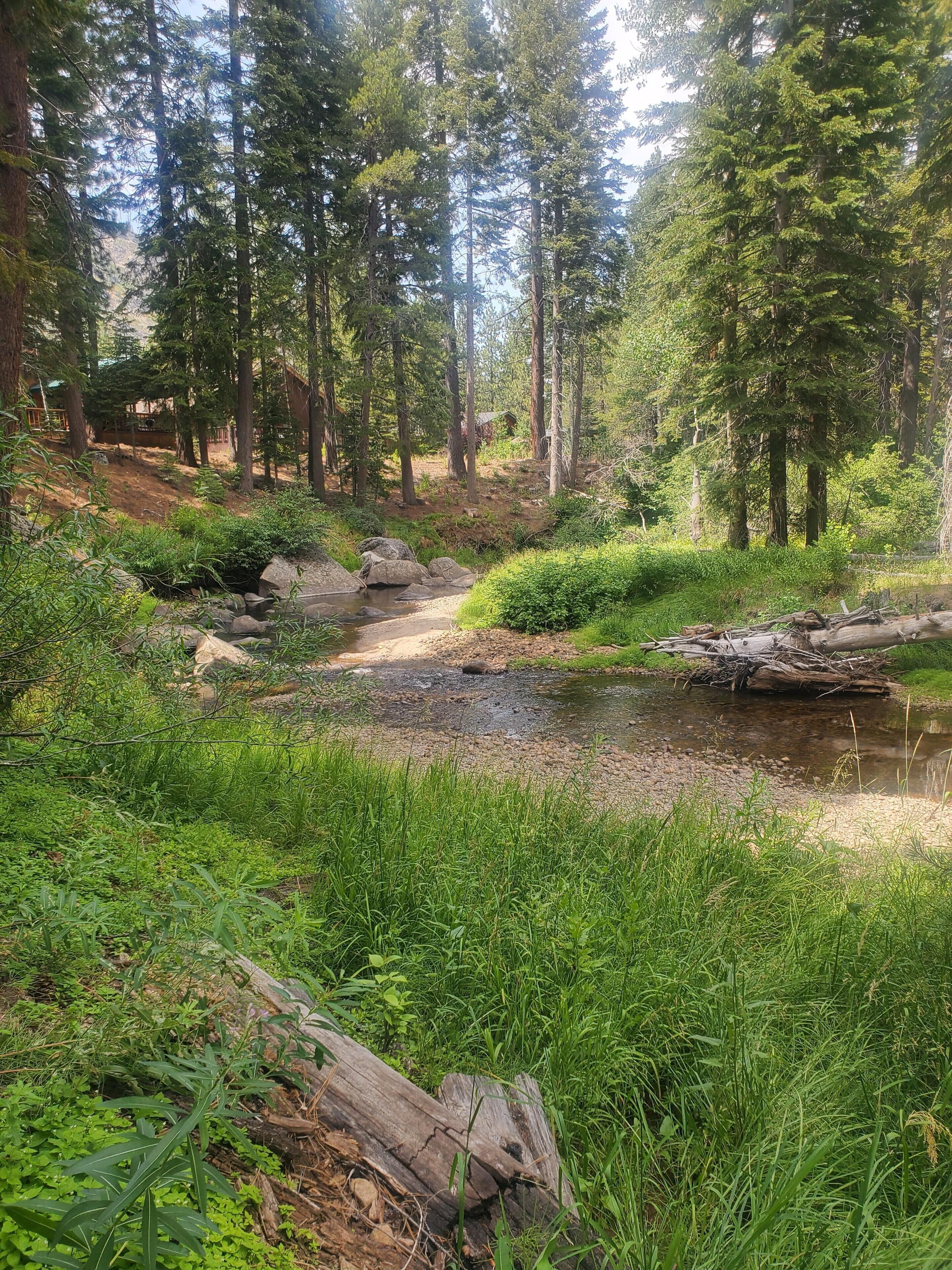 Une zone boisée avec un ruisseau, des rochers et une végétation luxuriante.