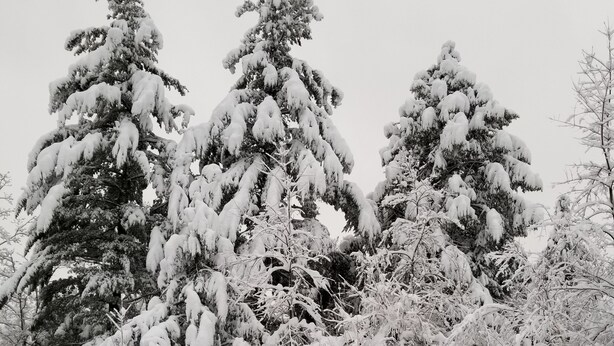 Paisaje nevado con árboles y una valla de metal.