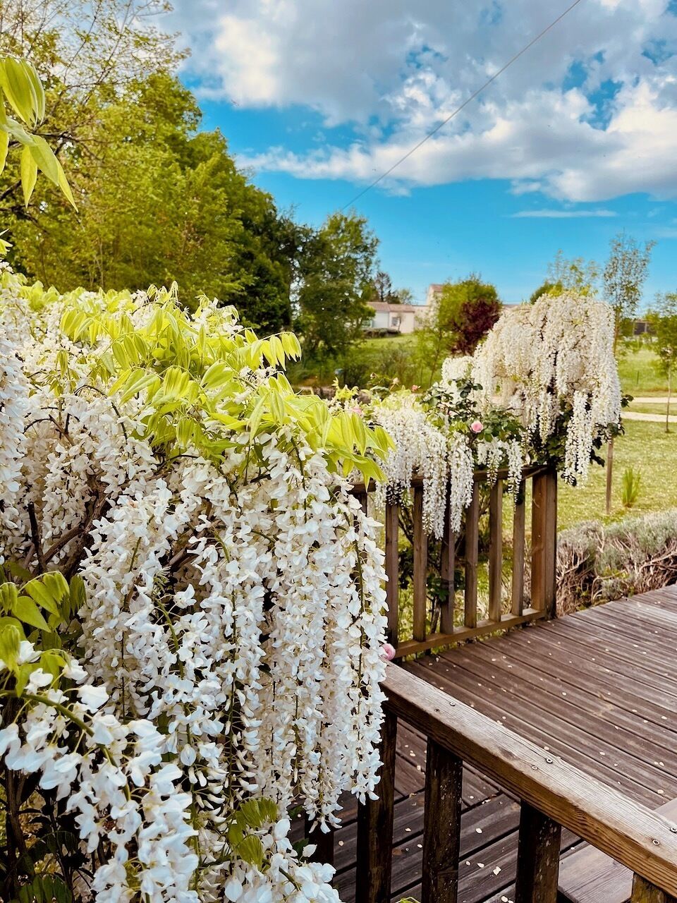 A wooden deck with a railing, surrounded by lush greenery and white flowering plants.