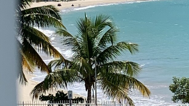 Una playa con palmeras y un paisaje urbano al fondo.
