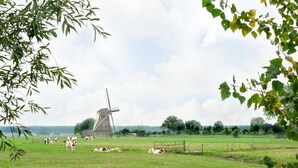 A windmill in a rural landscape with cows grazing.