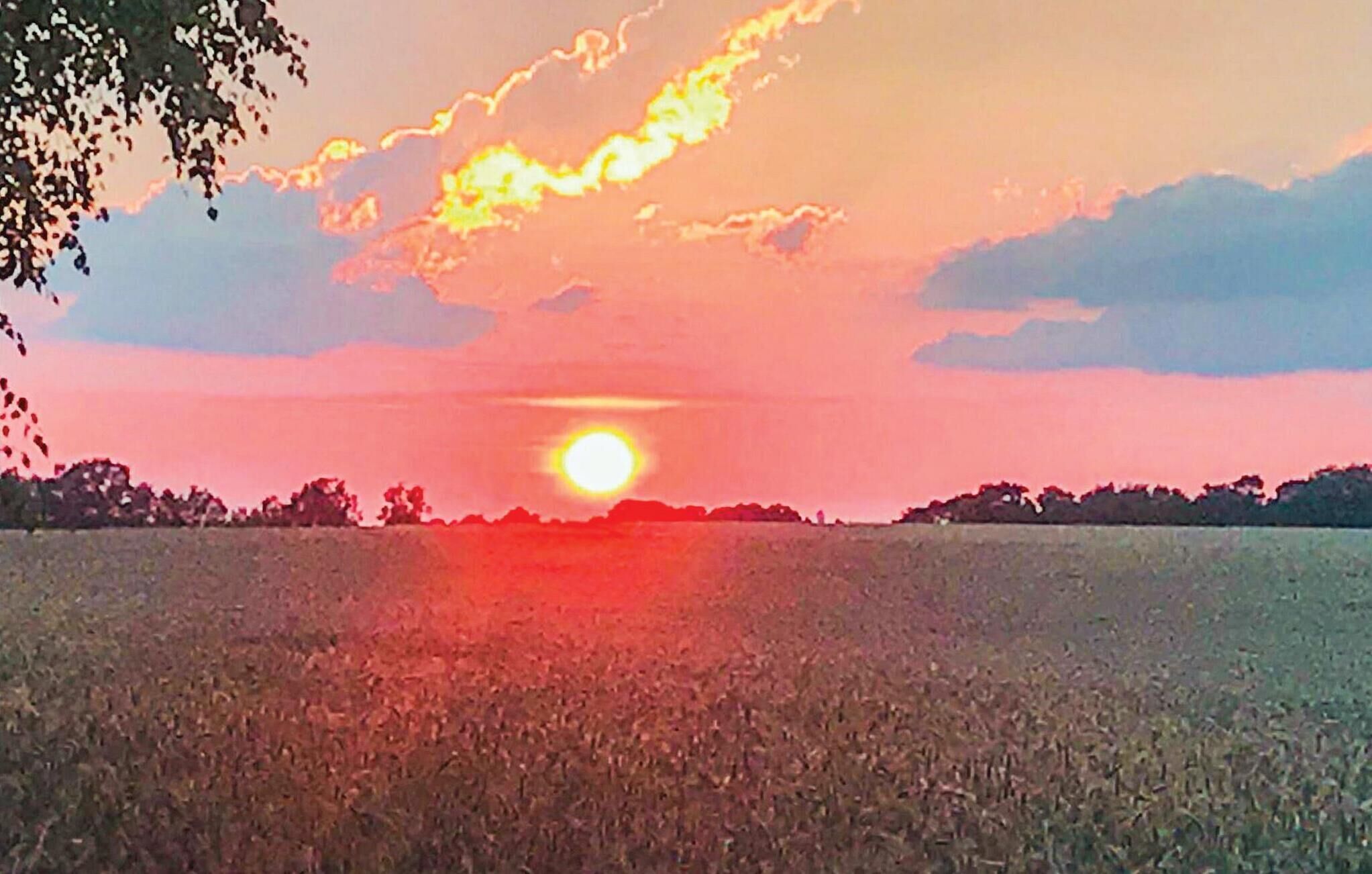 Un coucher de soleil sur un champ, avec un ciel dégagé.
