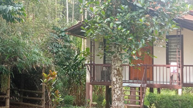 A wooden deck with a ladder leading to a balcony, surrounded by dense greenery.