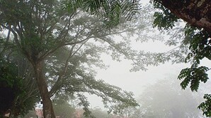 A foggy outdoor scene with trees and a building in the background. - Deluxe Double Room In British Bungalow (Vythiri)