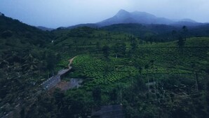 A lush green tea plantation with a winding path and a mountain in the background. - Bungalow With Tea Garden View (Vythiri)