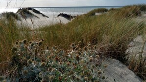 A beach with dunes and vegetation. - MIL ROSES EN BAIE 9 PEOPLE NEAR MARQUENTERRE (SAINT QUENTIN EN TOURMONT)
