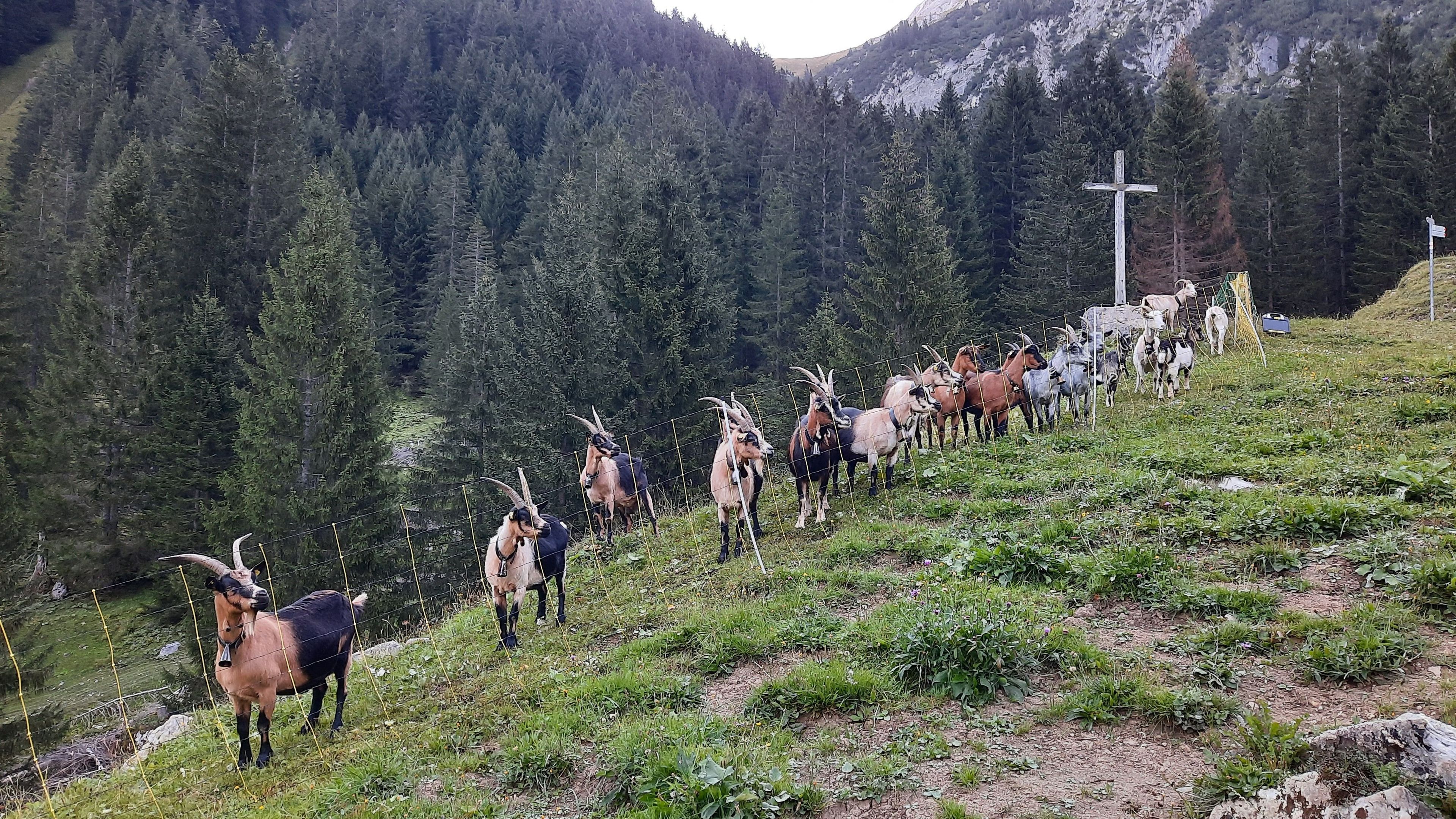 Un troupeau de chèvres sur une colline, avec une croix et des montagnes boisées en arrière-plan.